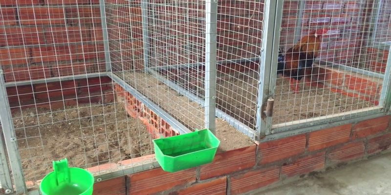 Cách làm chuồng nuôi gà đá đơn giản nhưng an toàn cao