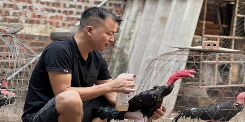 Việc xử lý và cách nuôi gà đá bị gãy cánh yêu cầu kiến thức 