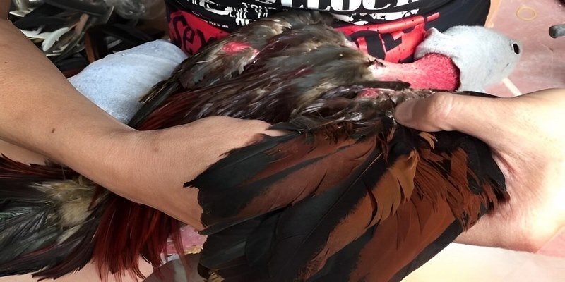 Hoạt động thể chất giúp gà tăng cân và phát triển cơ bắp