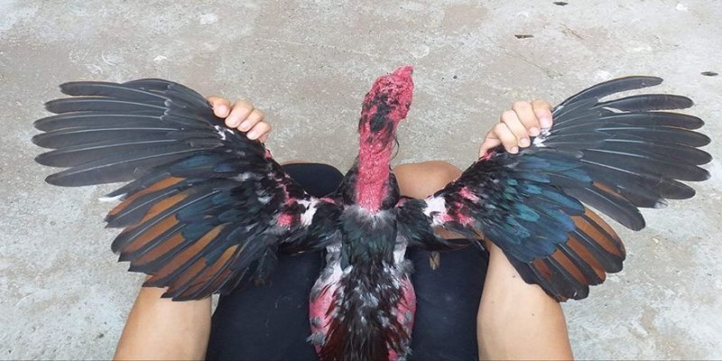 Những sai lầm nhất định cần tránh khi nuôi gà đá cho mập