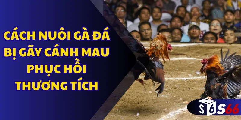 Cách nuôi gà đá bị gãy cánh mau phục hồi thương tích