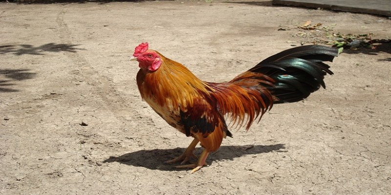 Chạy lồng là một bài tập không thể thiếu trong quá trình luyện gà đá chân mạnh