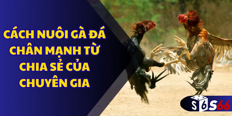 Cách nuôi gà đá chân mạnh từ chia sẻ của chuyên gia