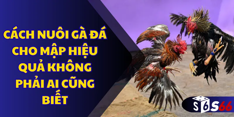 Cách nuôi gà đá cho mập hiệu quả không phải ai cũng biết