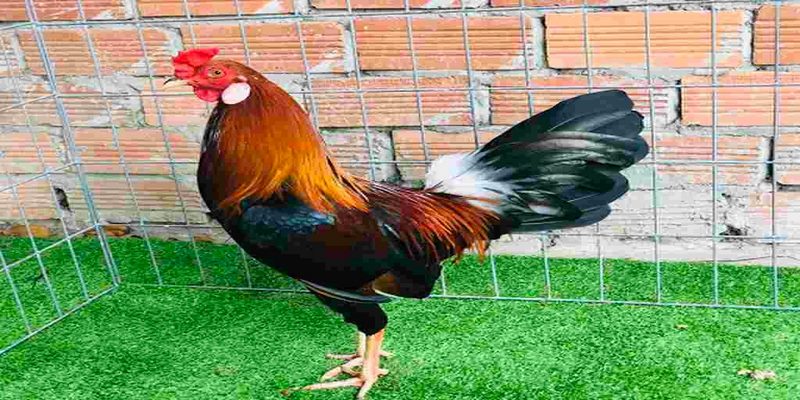 Cách nuôi gà tre trước khi đá hàng ngày cho gà ra ngoài tắm nắng