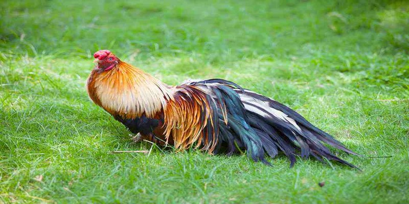 Vài mẹo nhỏ trong cách nuôi gà tre đá có lực