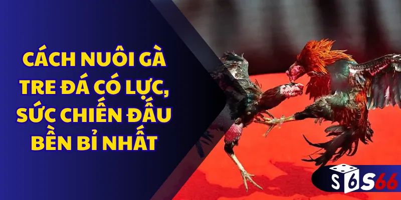 Cách nuôi gà tre đá có lực, sức chiến đấu bền bỉ nhất