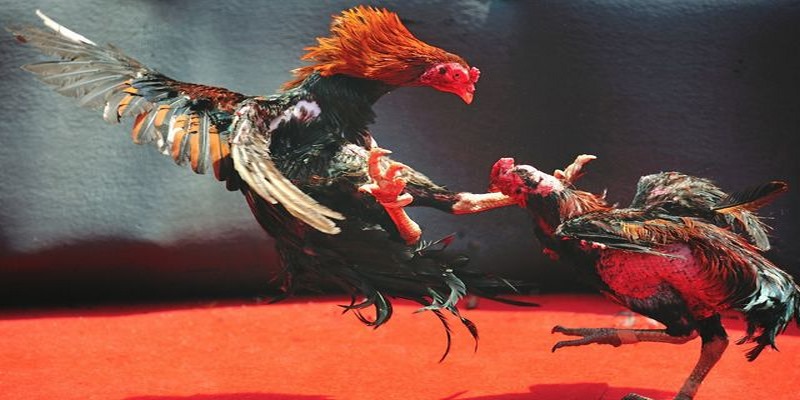 Sảnh đá gà S66 là một nơi để bạn trải nghiệm cá cược chất lượng